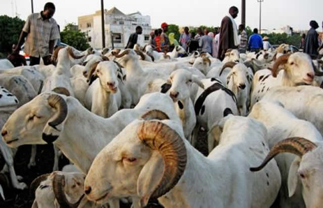 Tabaski 2020 : en attendant l’affluence dans le marché du mouton et chez les couturiers